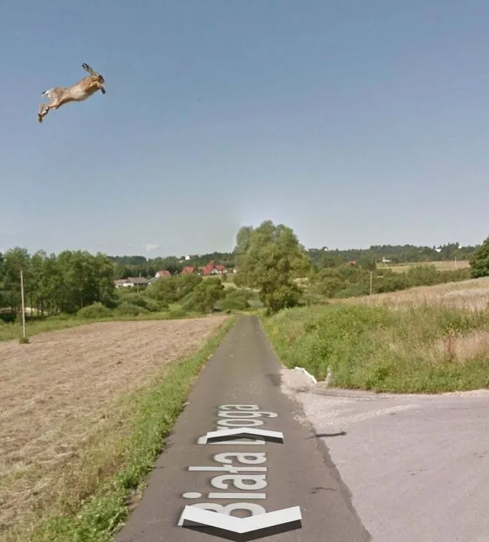 This Hare Caught On Google Street
