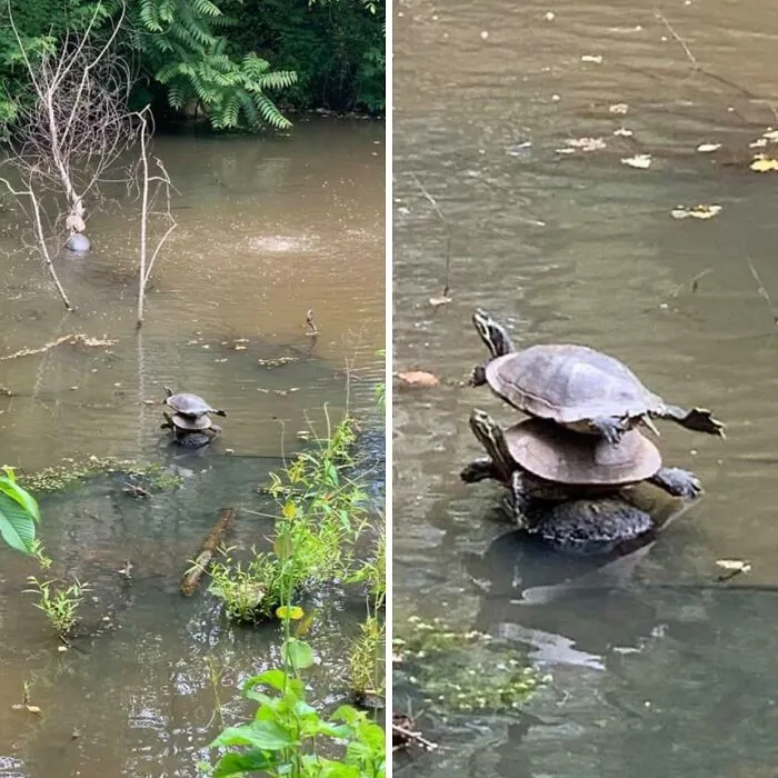 I’ve Seen A Lot Of Wildlife This Spring But This One Takes The Cake!