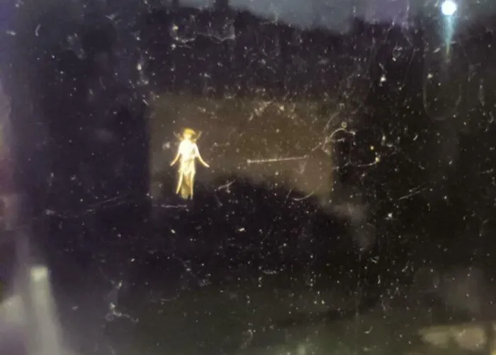 This Bug On The Outside Of My Window Looks Like A Fairy