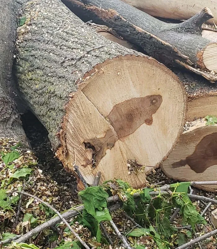 The Inside Of This Tree Looks Like A Fish