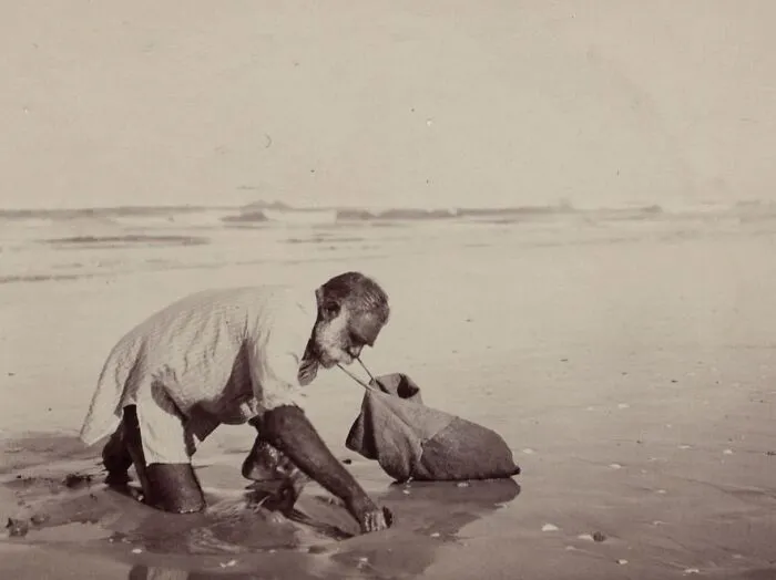 Man Collecting Sea Shells Or Food, Circa 1900