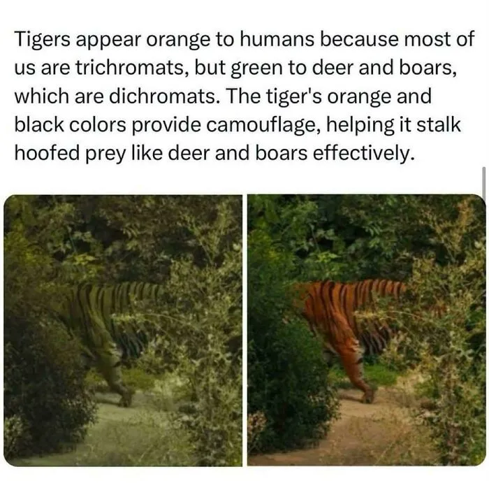 Comparison of tiger camouflage seen by dichromats versus trichromats, from a Damn That’s Interesting online community post.