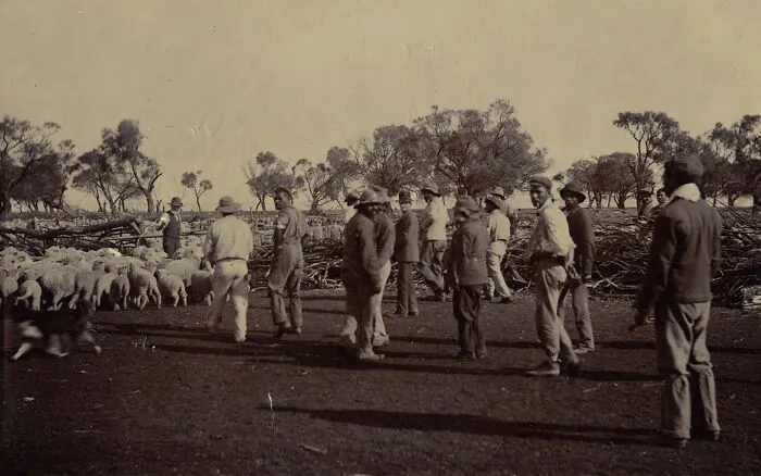 Men Yarding Sheep At Point Pearce Mission Station, South Australia, 1900