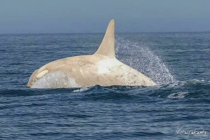 Orca blanca fotografiada en la costa de Hokkaido, Japón. Crédito: Hayakawa.