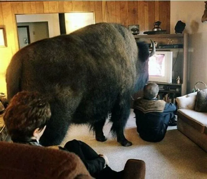 A large bison inside a living room with two people watching television, showcasing a unique and interesting scene.