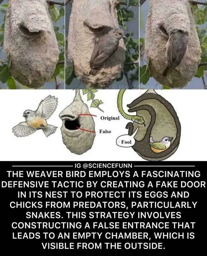 Fake Door In Nest To Protect The Eggs