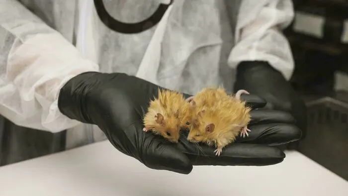 Two fluffy mice held carefully in a gloved hand, showcasing unique features from an online community post.