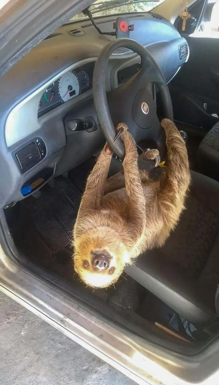 Un brasileño dejó la ventanilla de su coche abierta toda la noche. A la mañana siguiente encontró un perezoso colgado del volante.