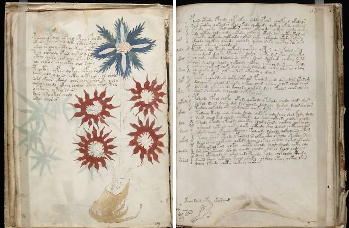 The Voynich Manuscript' Previously Unseen Language
