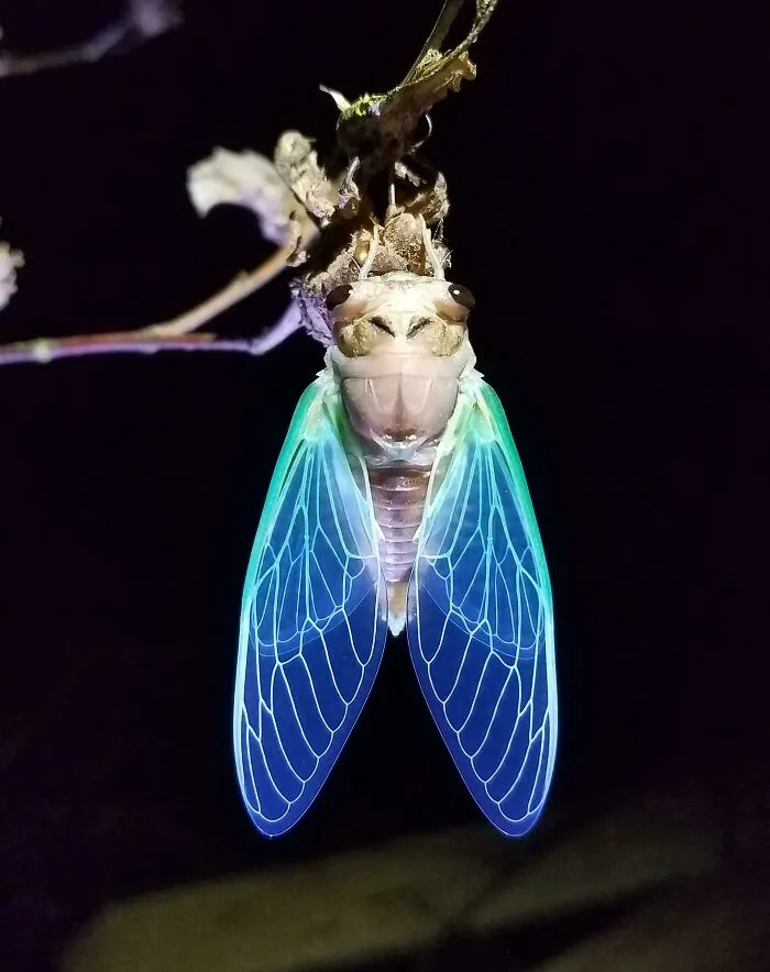 This Awesome Cicada I Found Tonight