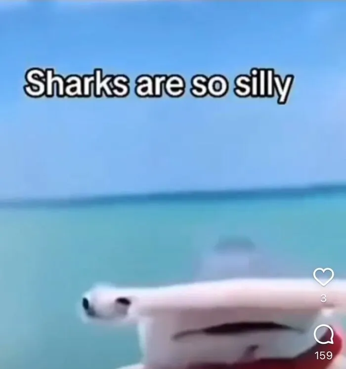 Sharks Are Silly