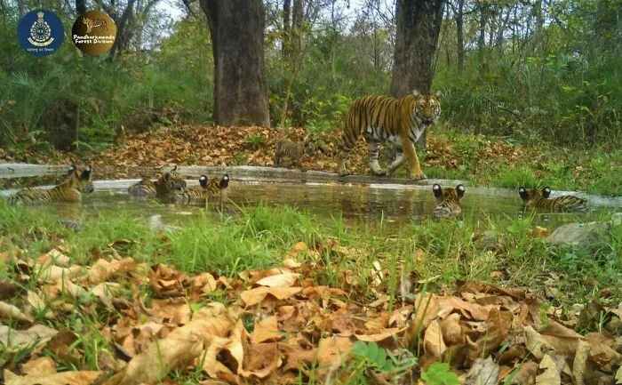 🔥 The First Documented Case Of A Tigress With A Litter Of 6 Cubs Has Been Revealed! 🔥