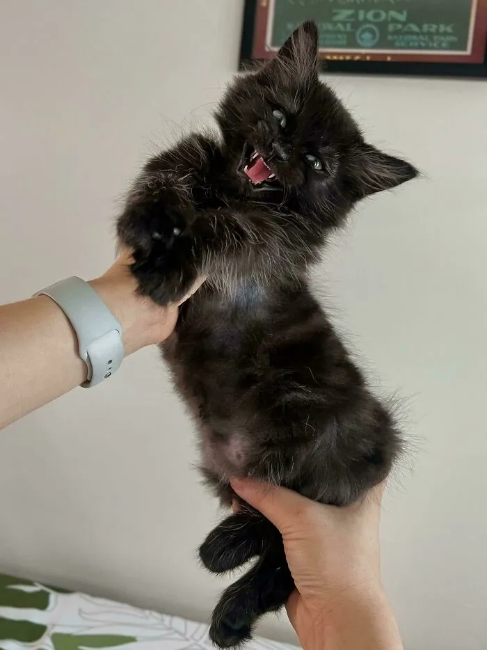 Black fluffy kitten being held up and meowing loudly, showcasing cats who couldn’t keep their meows to themselves.