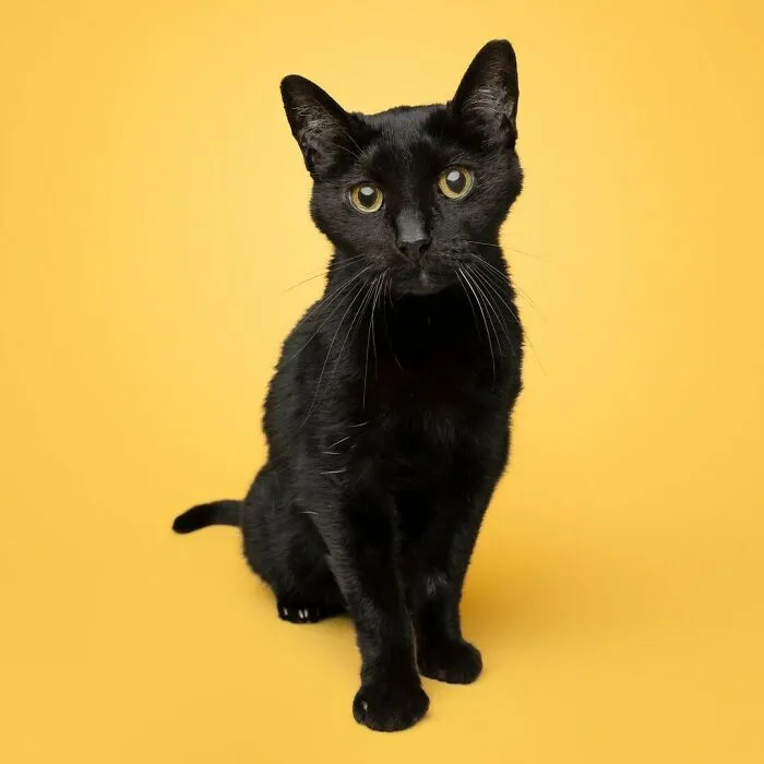 25 Expressive And Goofy Cats Photographed By Greg Murray