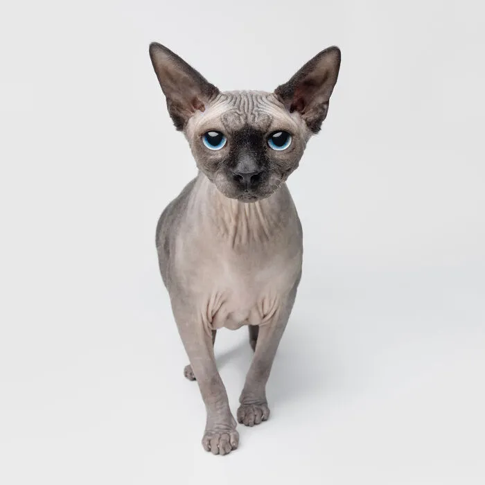 25 Expressive And Goofy Cats Photographed By Greg Murray
