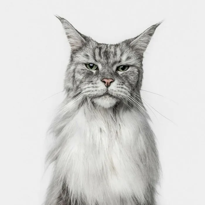 25 Expressive And Goofy Cats Photographed By Greg Murray