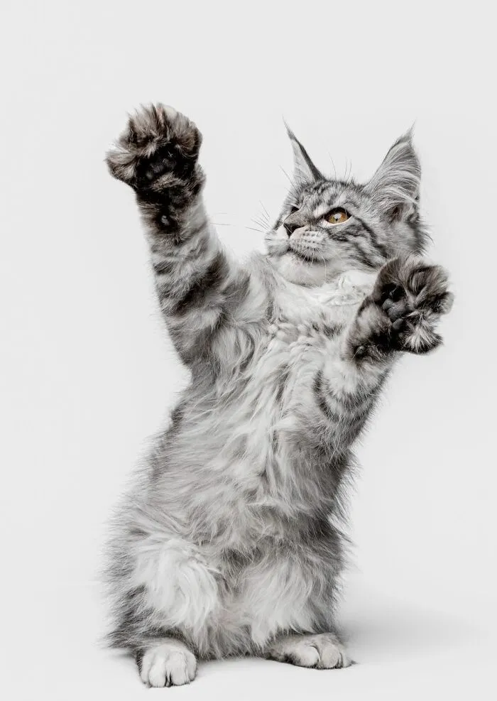 25 Expressive And Goofy Cats Photographed By Greg Murray