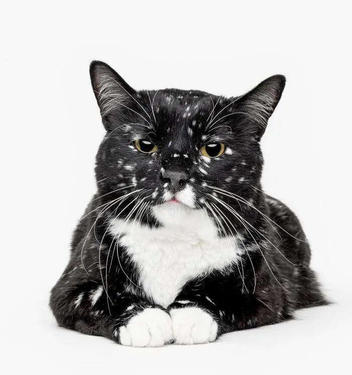 25 Expressive And Goofy Cats Photographed By Greg Murray