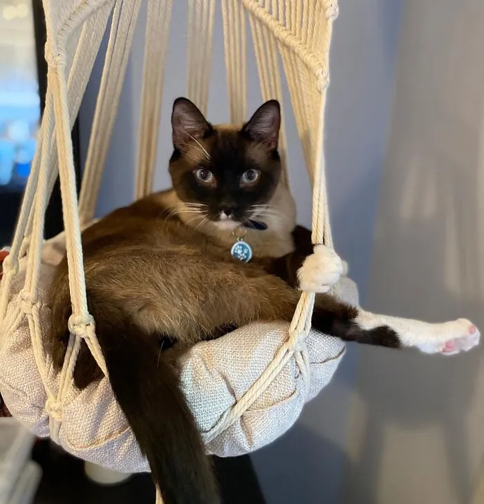 Your Feline Overlord Can Survey Their Kingdom From A Stylish, Bohemian Perch With A Chic <a Style="Display:inline;" Href="Https://Www.amazon.com/Star-K-Macrame-Hammock-Hanging-1-Macrame/Dp/B07zq77c1n?ie=utf8&th=1&linkcode=ll1&tag=bpkoala-20&linkid=a178c81f38e562468963d54864349d98&language=en_us&ref_=as_li_ss_tl" Target="_blank">  <span Style="Font: Inherit; Color: #d74b1f;"> Macrame Cat Hammock</Span>