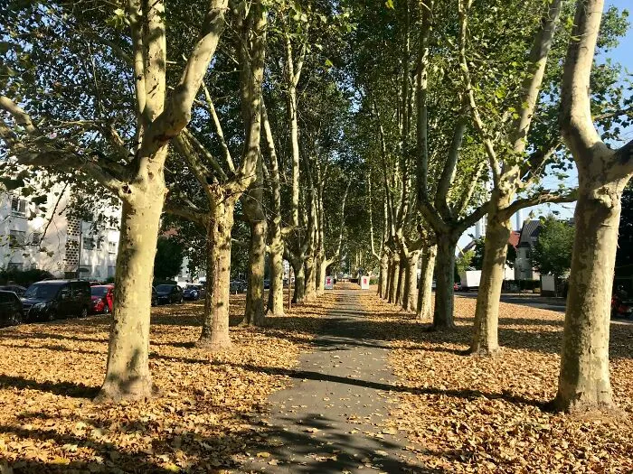 No, todavía no es otoño, pero la ola de calor está causando esto en Alemania.