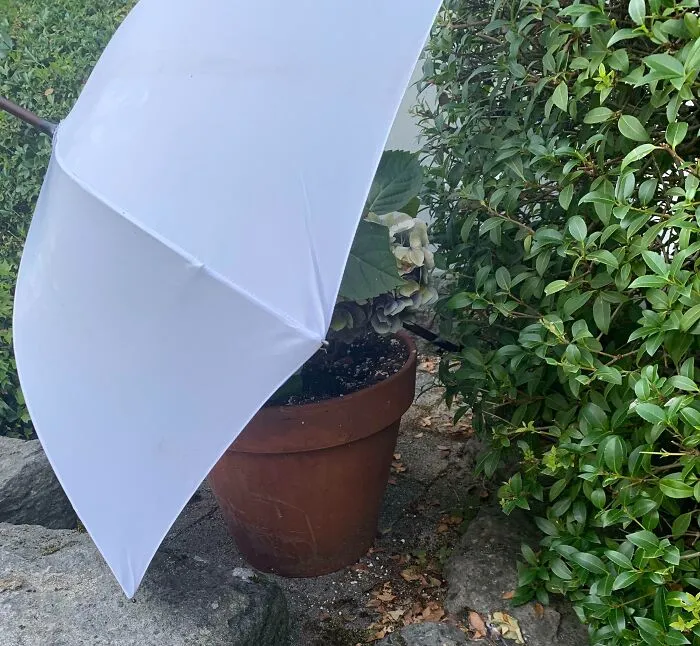 Vine a regar las plantas de mis suegros mientras estaban fuera de la ciudad y descubrí que mi suegra había protegido mi planta favorita del sol ya que estamos teniendo una ola de calor.