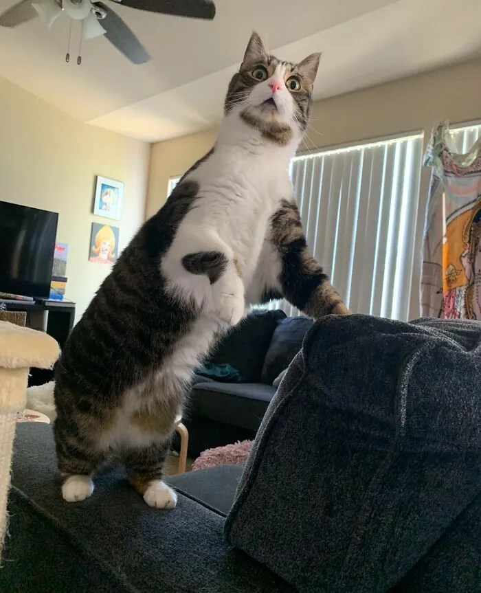 Someone Was Screaming Outside Our Apartment, Ben Was Very Concerned