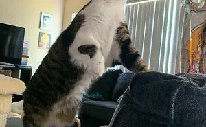 50 Animal Photos That Deserve To Be In The Hall Of Awkward Fame