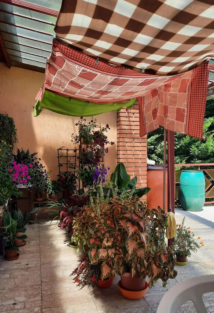 Último esfuerzo para proteger mis plantas de alguna manera durante una ola de calor