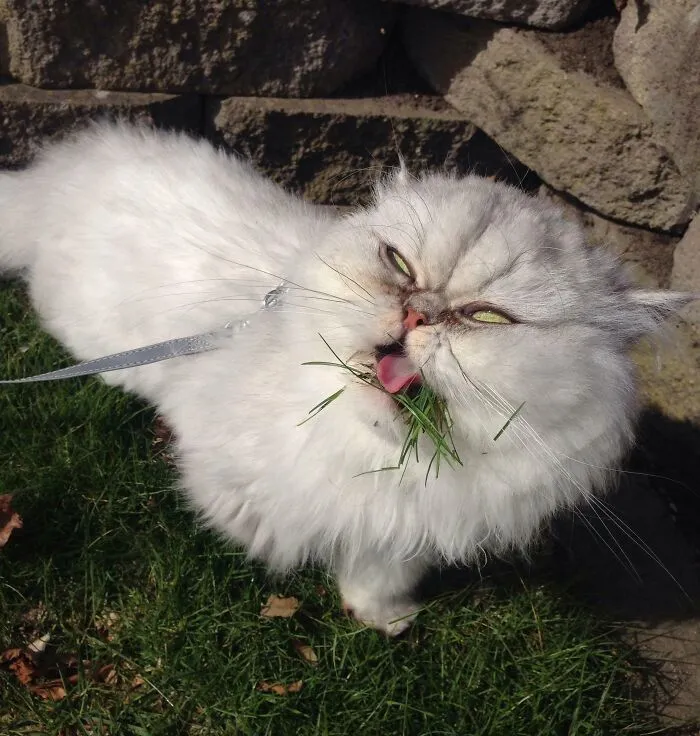 Gato blanco con expresión extraña y divertida comiendo hierba en el jardín, mostrando caras divertidas de animales.