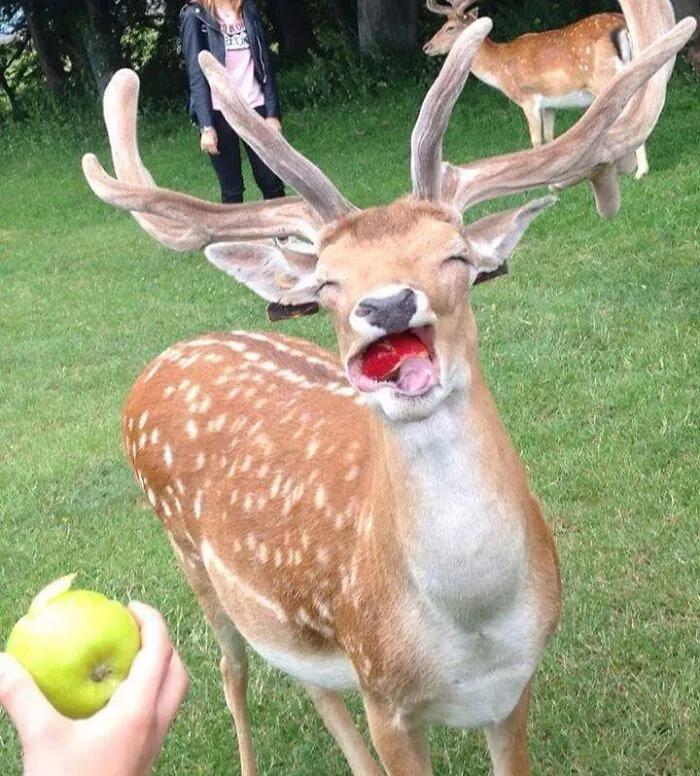Le gusta la manzana