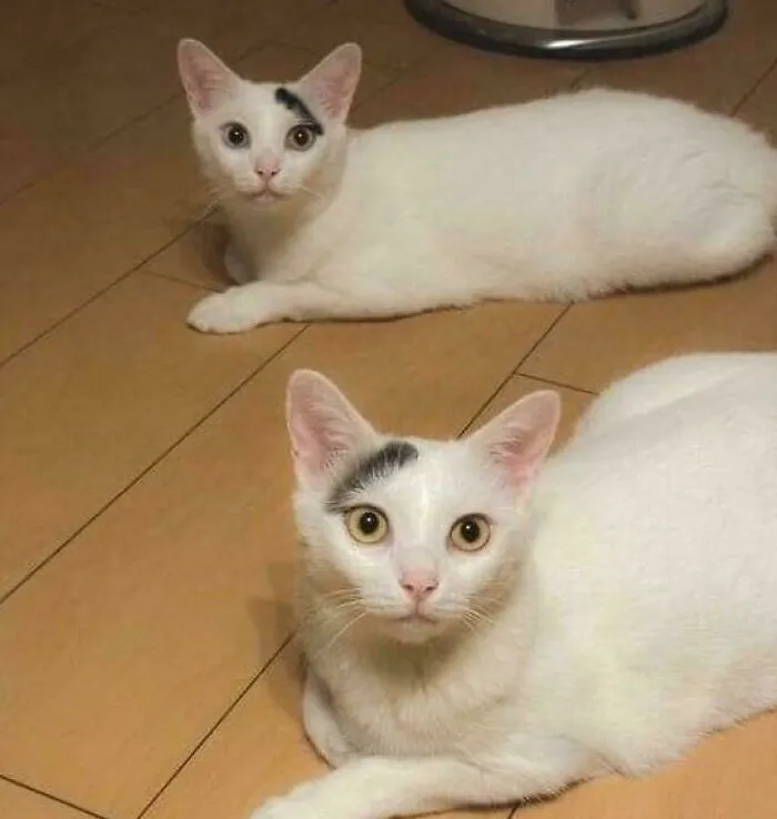 No DNA Test Needed