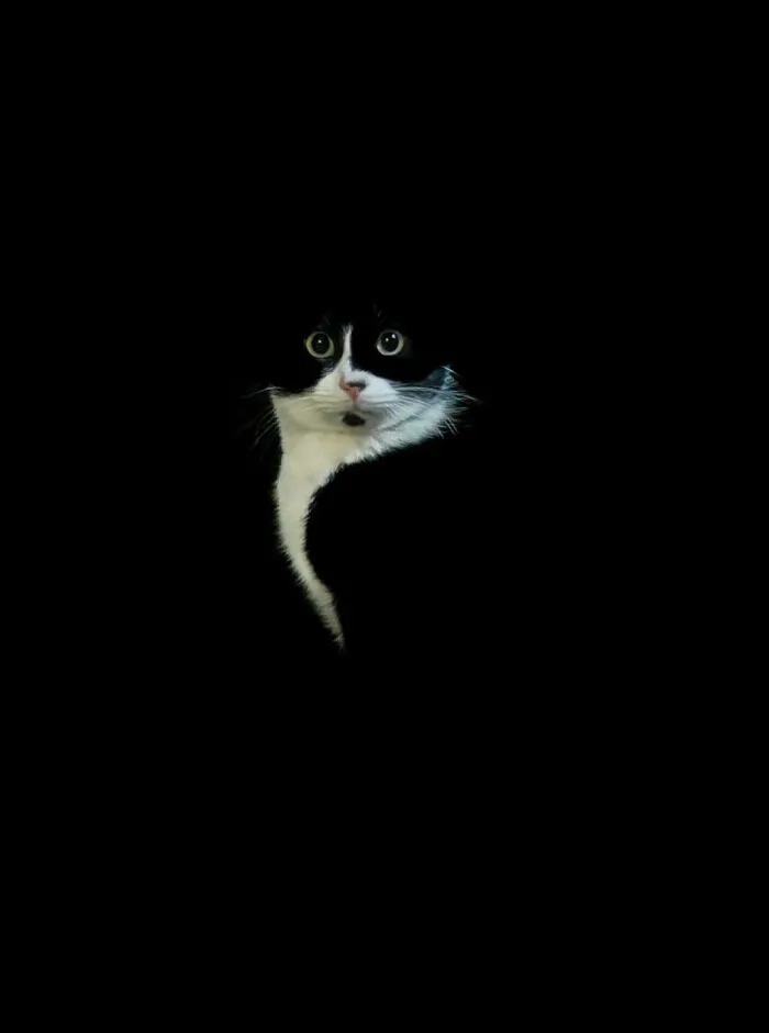 The Purrfect Photo Doesn’t Exi…