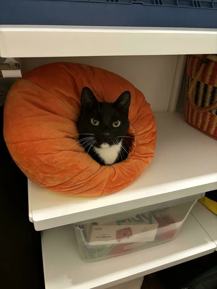 Finally Figured Out Why Disco Keeps Trying To Sneak Into My Son’s Closet At Night. Toddler Pumpkin Costume Is Apparently More Comfortable Than His Bed Or The Couch