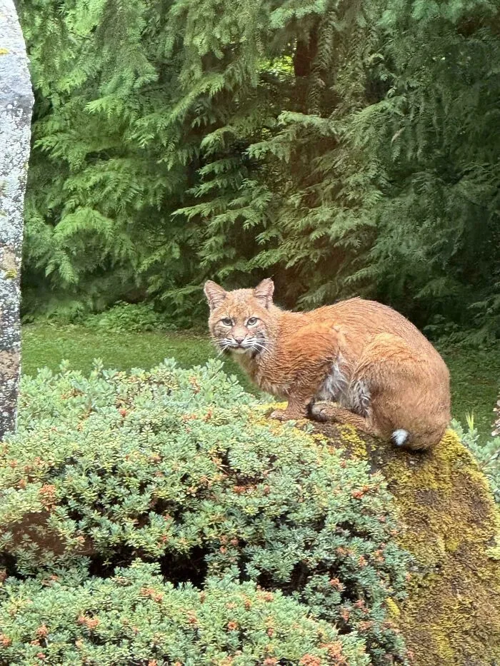 Wild Kitty Dropped By The Garden