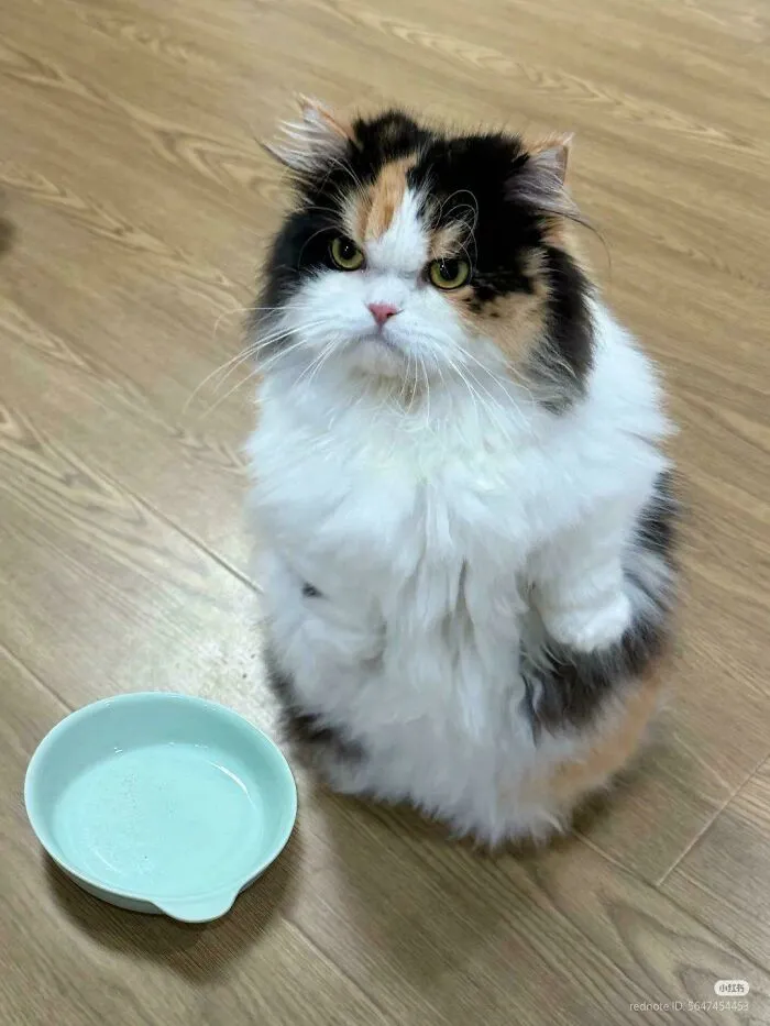 Where Is Food ?