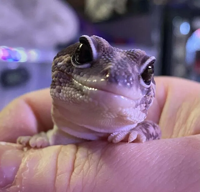 My Ridiculously Photogenic Fat Tail Gecko