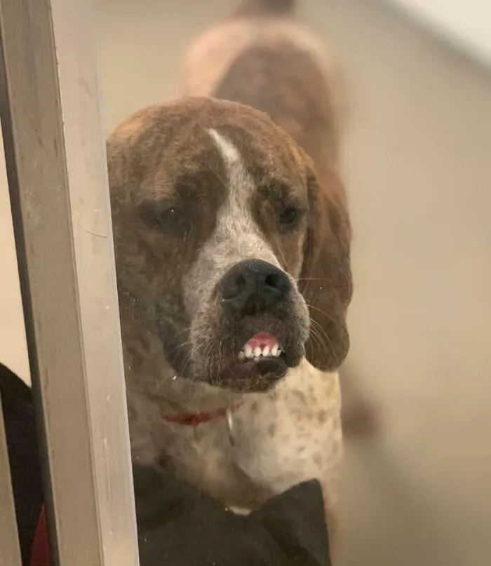 Perro con cara extraña mostrando los dientes, una divertida expresión entre fotos de animales poniendo caras graciosas.