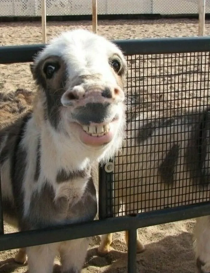 Caballo con el espíritu del asno en Shrek