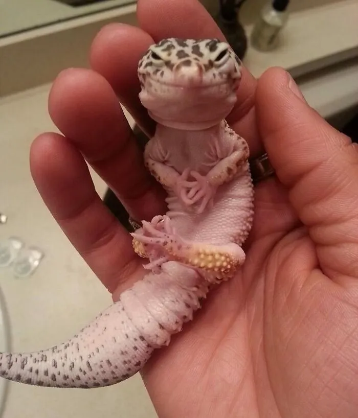 "The Same Thing We Do Every Night Pinky"