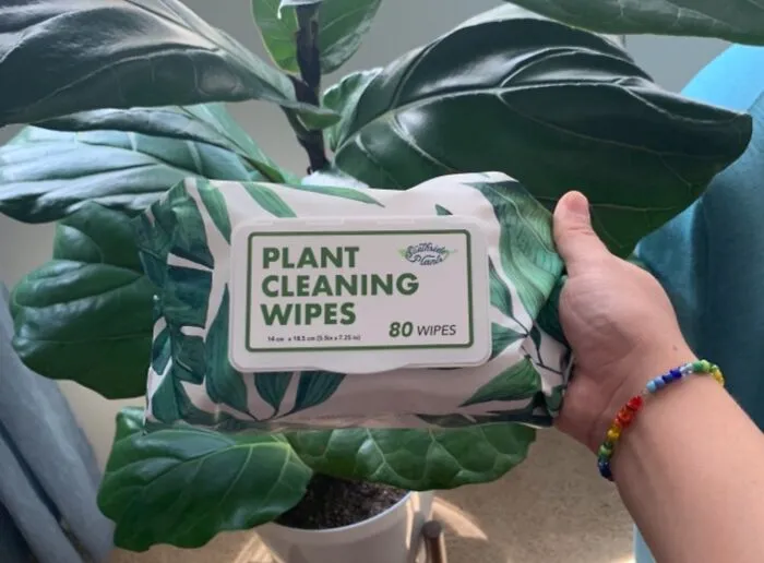 Give Your Leafy Friends A Spa Day And Make Them Shine So Bright They'll Basically Wink At You With These <a Style="Display:inline;" Href="Https://Www.amazon.com/Southside-Plants-Cleaning-Wipes-Unscented/Dp/B096wdc42f?ie=utf8&linkcode=ll1&tag=bpsparrow-20&linkid=0e0fbf4cecdfbfbe6b232cc3c5e4b9ab&language=en_us&ref_=as_li_ss_tl" Target="_blank">  <span Style="Font: Inherit; Color: #d74b1f;"> Plant Cleaning Wipes</Span>