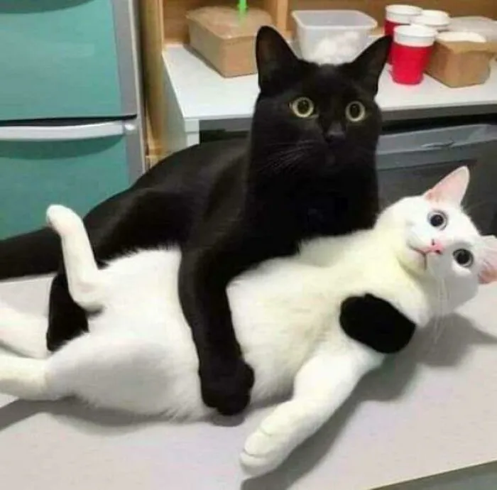 Wait, We Can Explain!