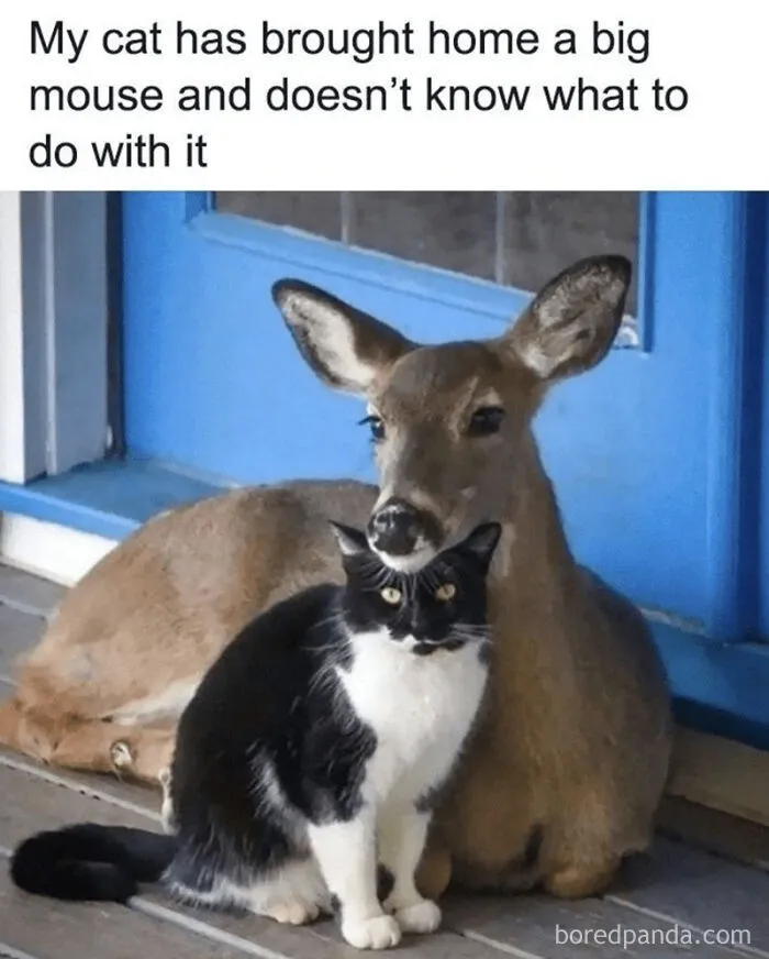That's A Huge Mouse Love