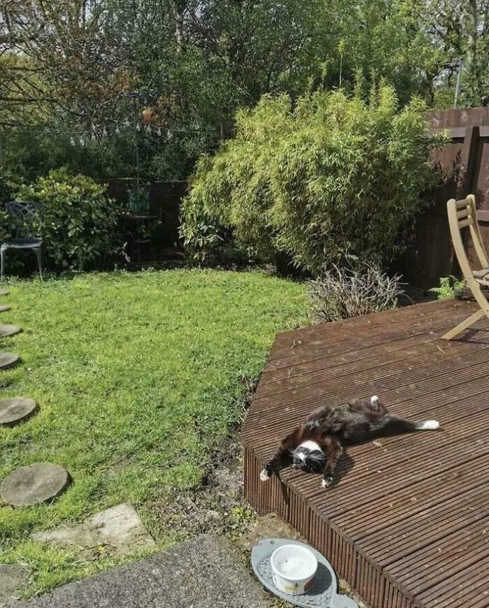 Estate Agent’s Photo Of The Garden