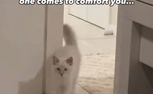 50 Times Cats Committed The Most Annoying Crimes But People Just Couldn’t Be Mad At Them (New Pics)