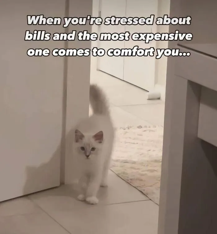 50 Times Cats Committed The Most Annoying Crimes But People Just Couldn’t Be Mad At Them (New Pics)