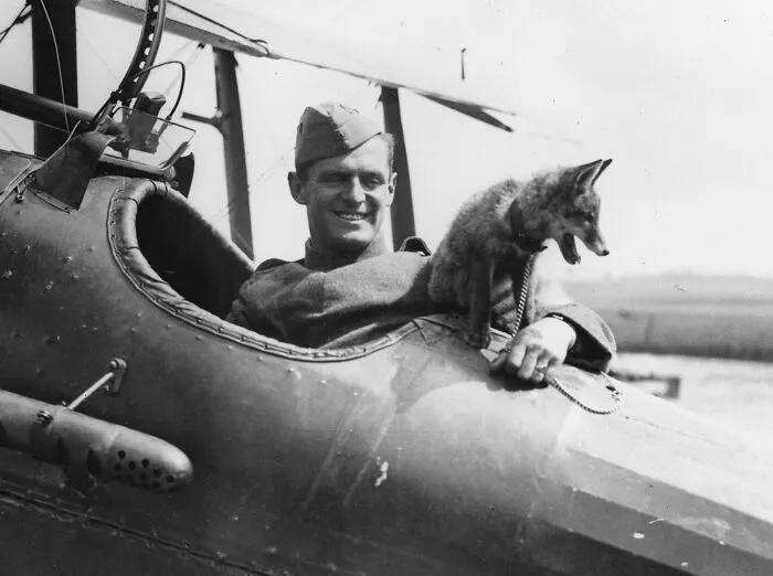 "He Is Fond Of Flying", R.a.f. Squadron's Fox Mascot, France, 1918