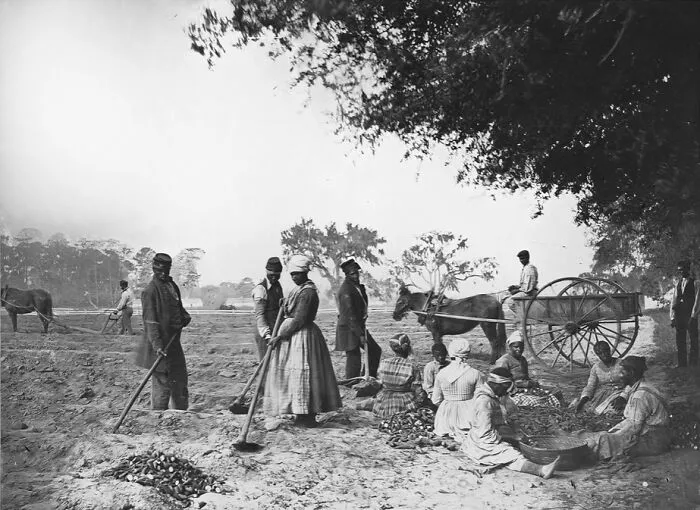 James Hopkinsons Plantation Slaves Planting Sweet Potatoes, 1862