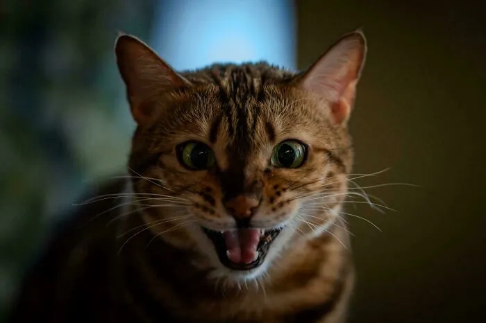Close-up of a cat mid-meow with wide eyes and open mouth, showcasing expressive cats who love to scream.