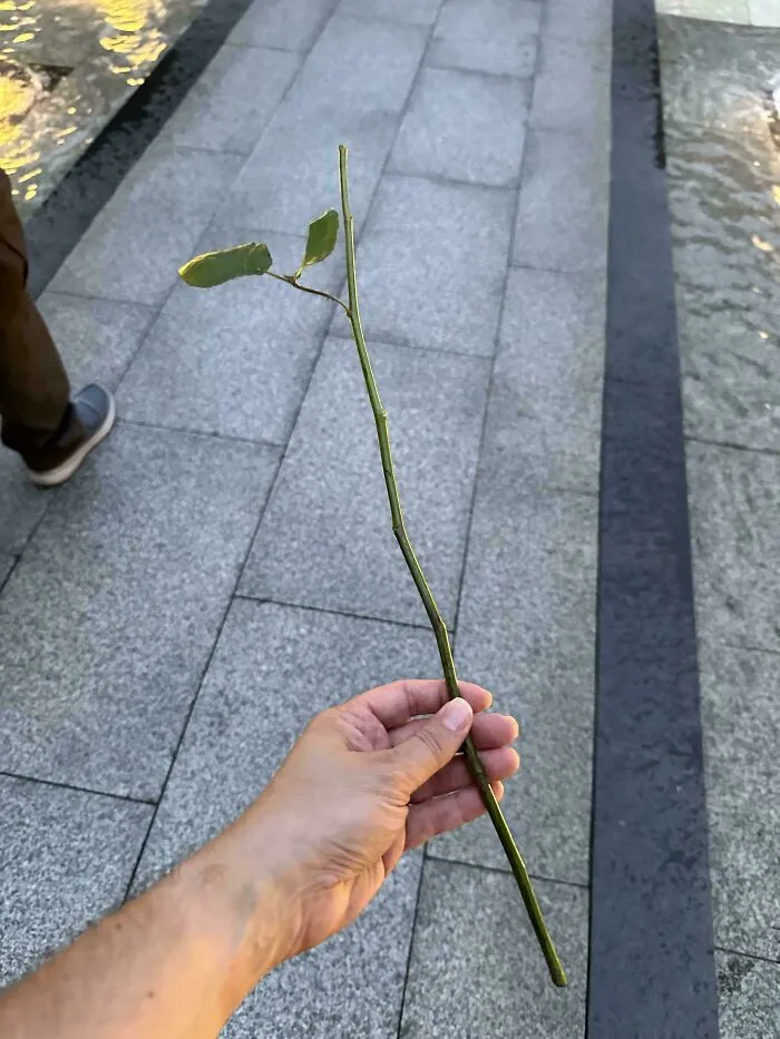 Bill Murray me lanzó una rosa en su espectáculo, pero un tipo que estaba cerca me la arrancó. Ahora tengo un tallo sentimental.
