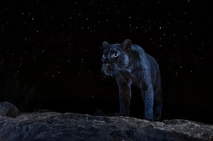 A Rare African Black Leopard Under The Stars - A Photo That Took The Photographer 6 Months To Capture